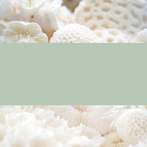 shop sustainably harvested coral from the great barrier reef